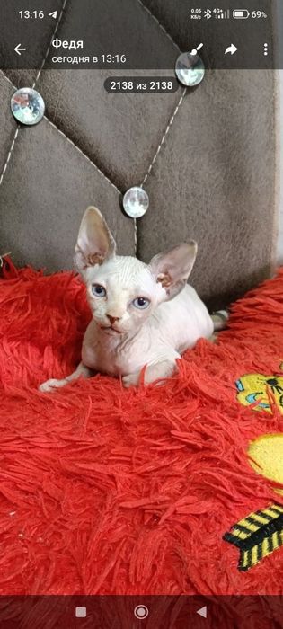 Продам котят породы сфинкс