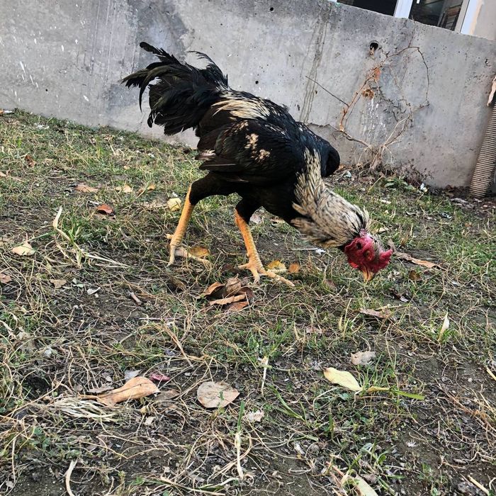 Mayski xõroz sotiladi