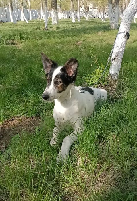 Щенок в поисках дома