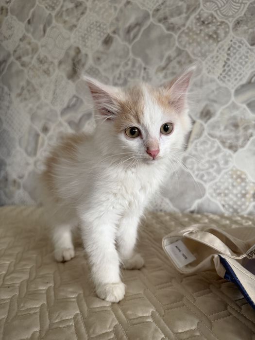 Отдам котят в добрые руки)))