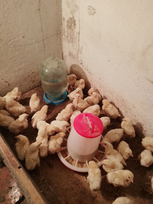 Продам домашних бройлеров