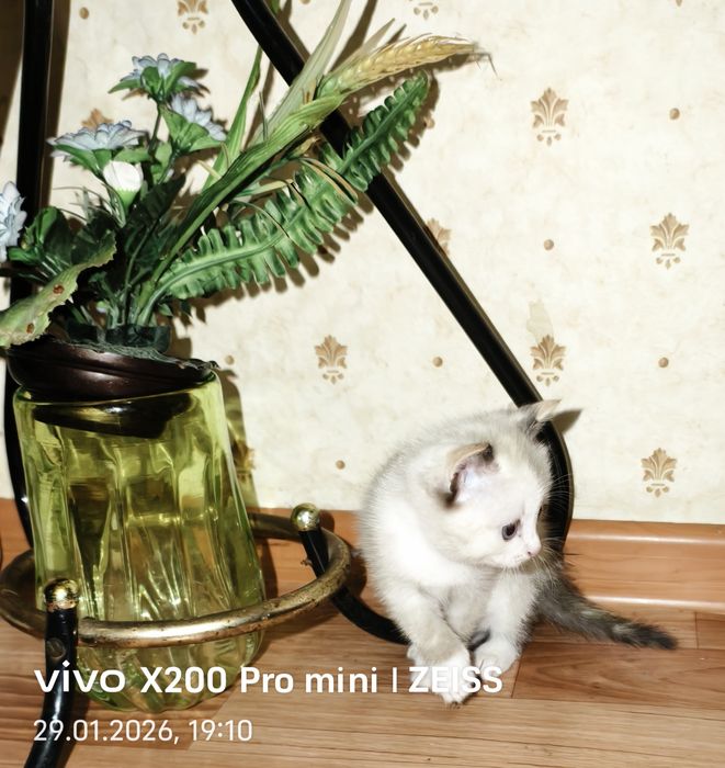 Котенок в добрые руки