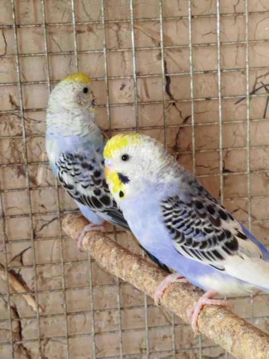 Радужные волнистые попугаи