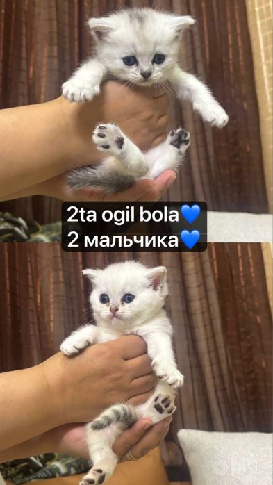 Милые британские котята