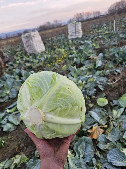 Varza plata taiat proaspat calitate superioara pentru murat,pastrare