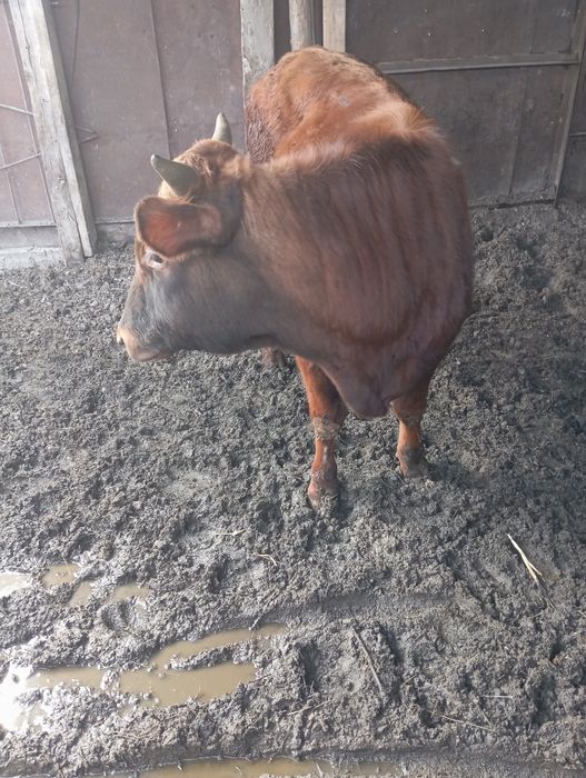 Продам бычка возраст 1,1 год
