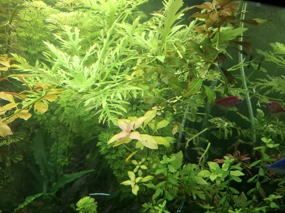 Растения за аквариум 6 вида