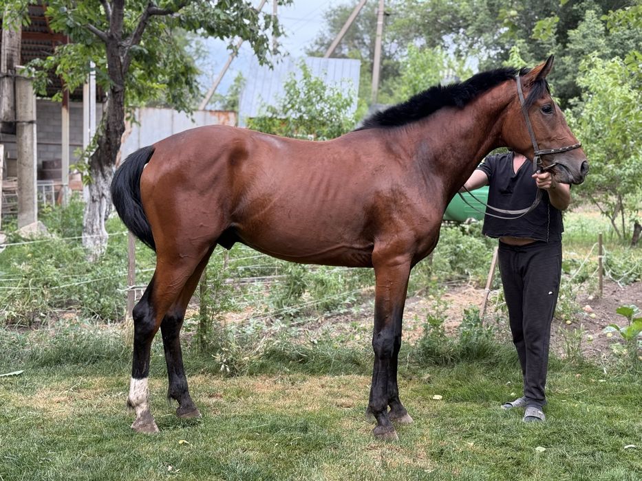 Лошадь продается жеребчик