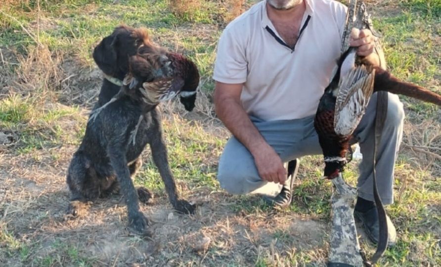 Дратхаар сатылады