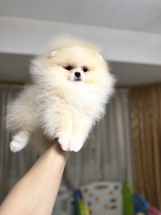 Mascul pomeranian extra mic