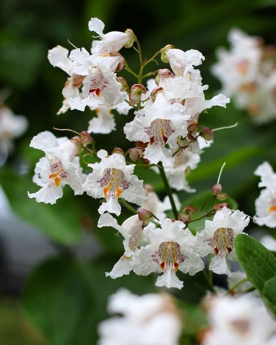 Саженцы катальпы