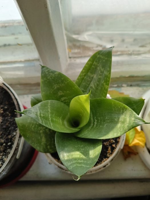 Продам Комнатные цветы