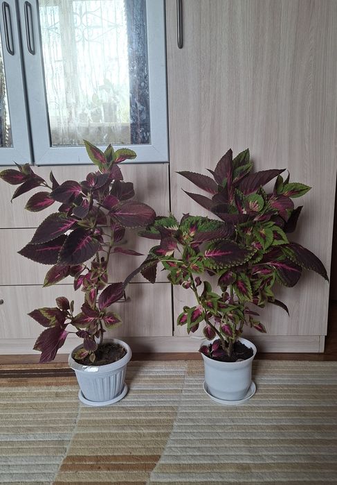 Комнатные  цветы