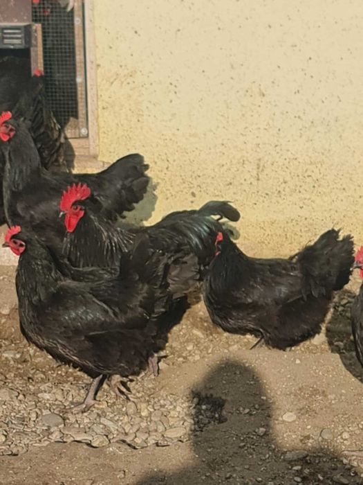 Oua de incubat gaini rasa Australorp