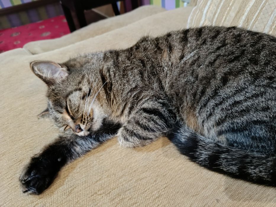 Отдам кошку в добрые руки