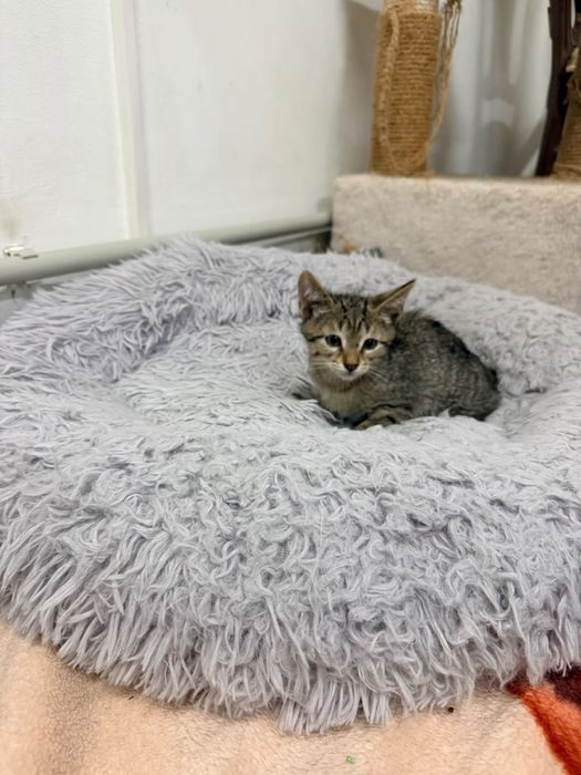 Котенок девочка и мальчик 2 месяца