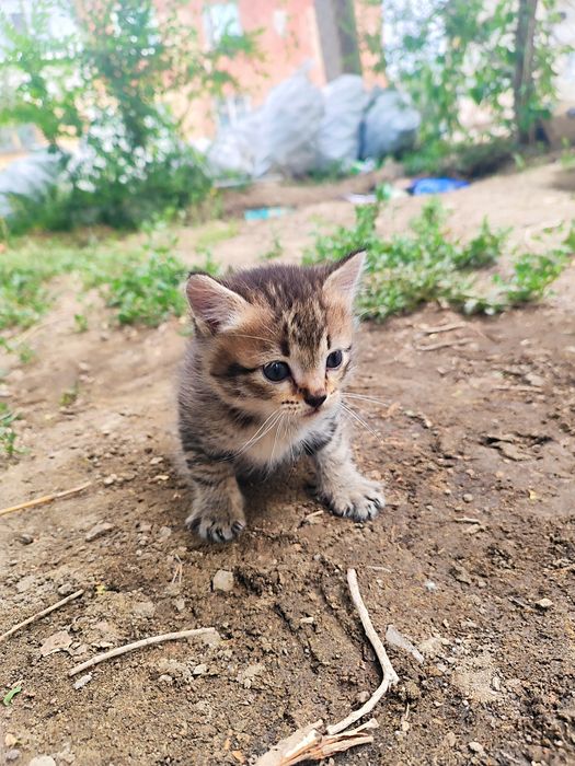 Котята бесплатно