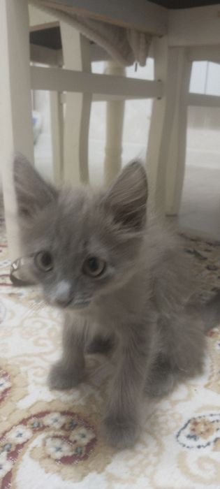 Котята,котята,котята