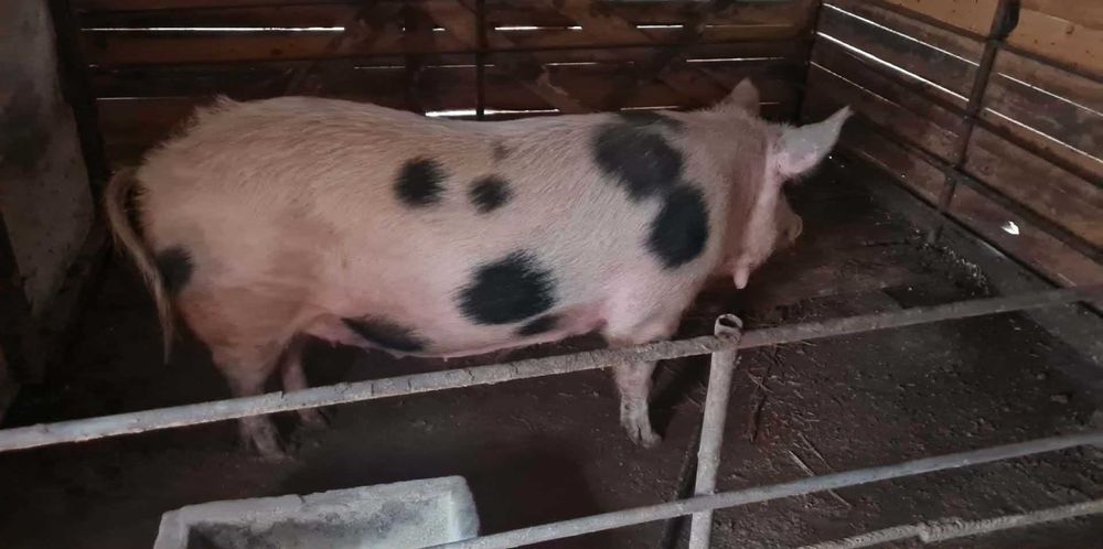 Свиня майка бременна на 1 месец