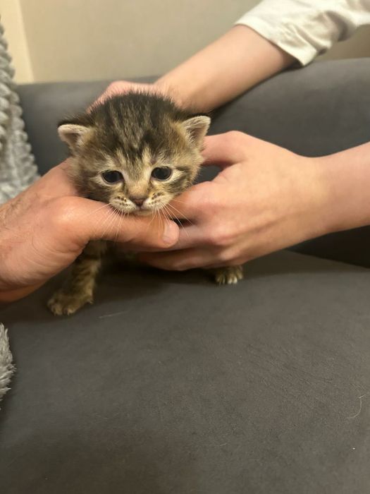 Отдам котят в добрые руки