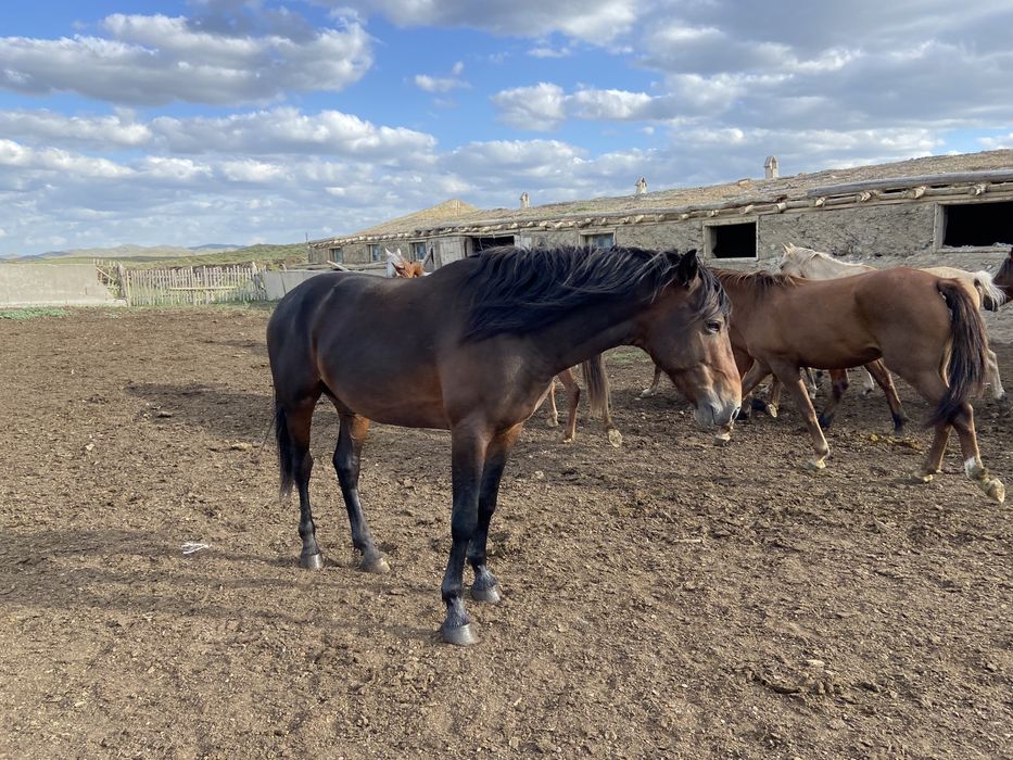 Айғыр 5 жаста ..