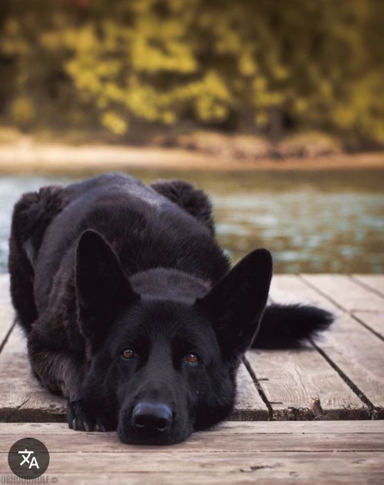 Продам щенков немецкой овчарки