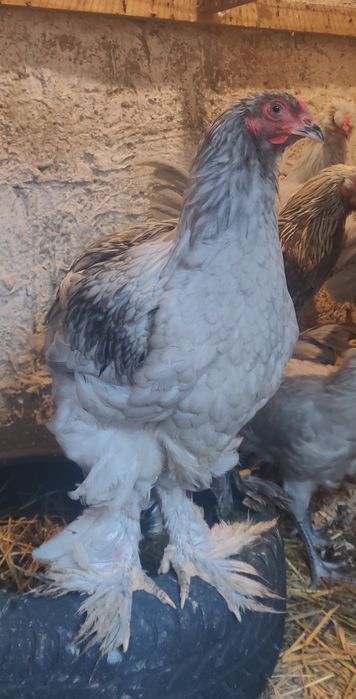 Tineret Pereche Brahma Albastru