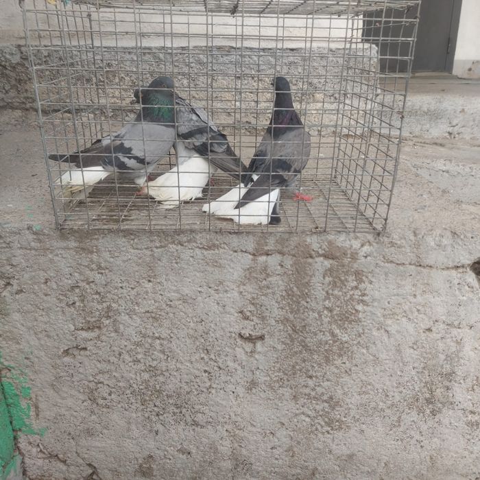 Сизи белохосты бобочки