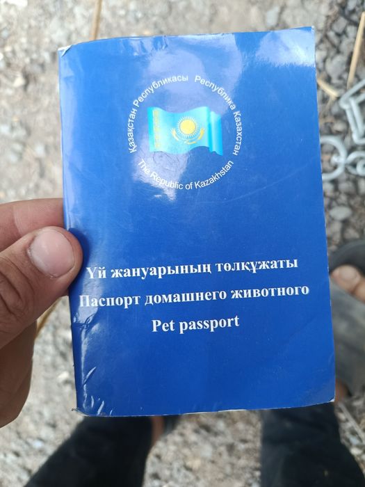 Собака- Питбуль .
