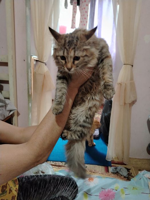 Катенька мейн_кин