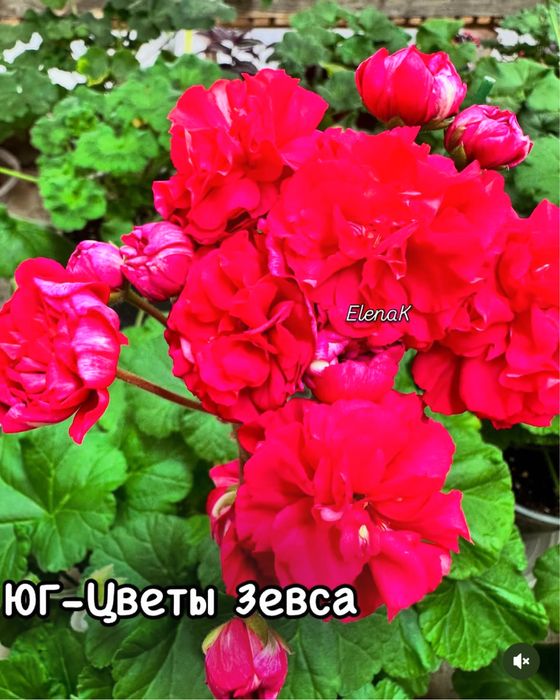 Сортовые пеларгонии в наличии