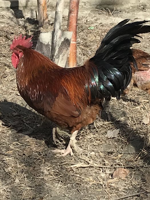 Domashniy qizil xo’roz sotiladi