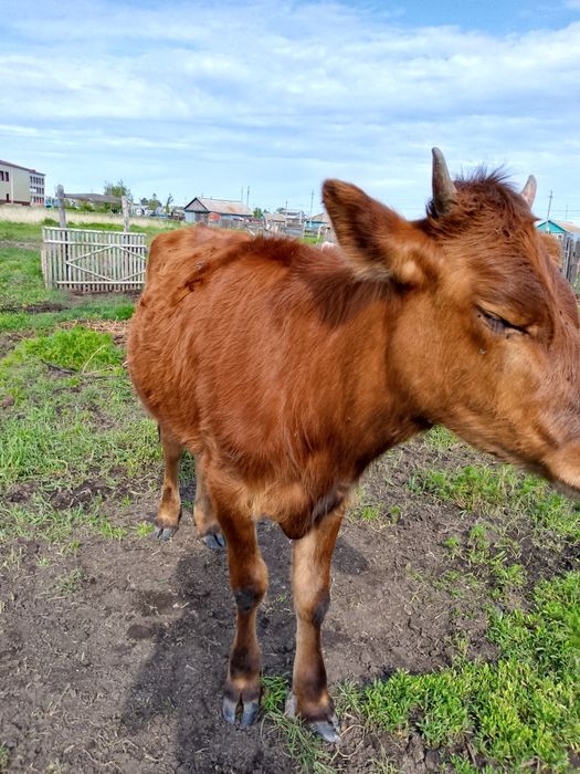 Корова продам пишите мне