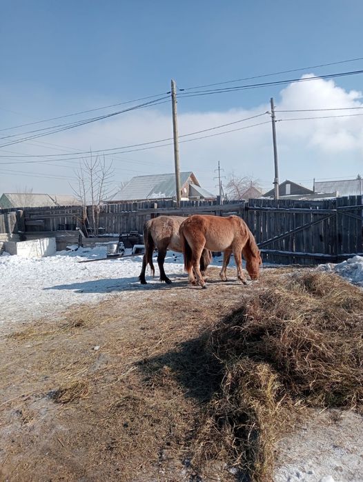 Срочно продам 3лошади