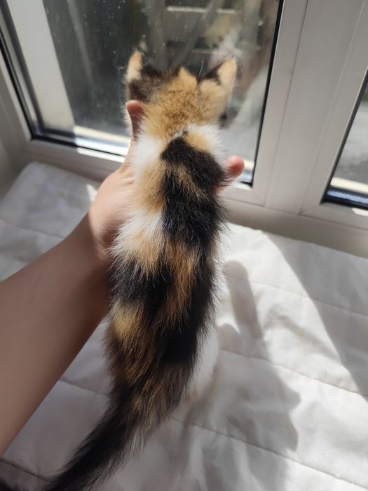 Отдадим котят в добрые руки