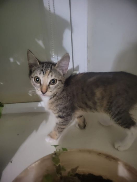 Котенок в добрые руки