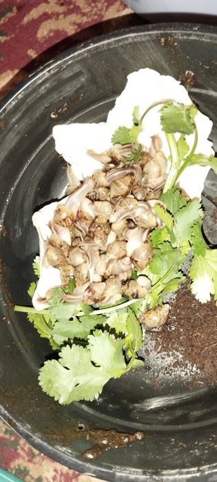 Улитка сотилади 3 хил размерда