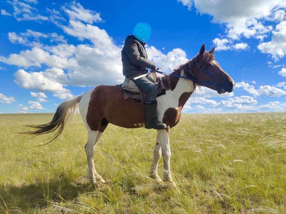 Мінгі айғыр сатылады