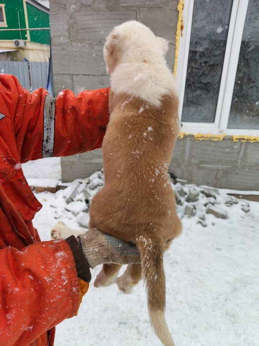 Продается щенята Алабая  2 месяца