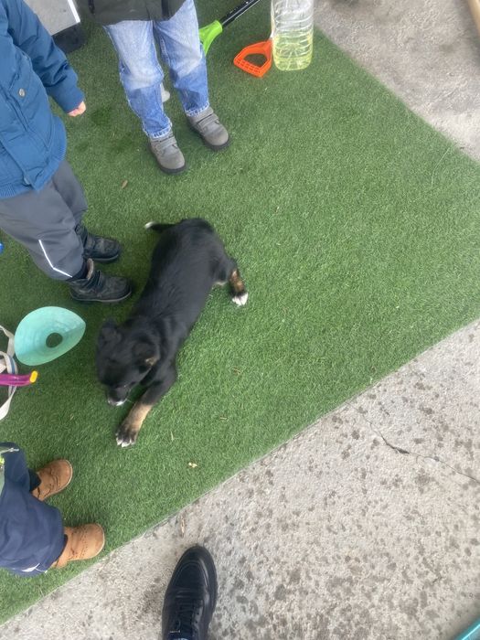 Отдам бесплатно щенок