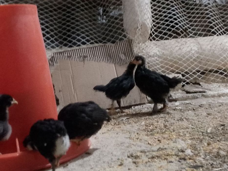 Андижон кора Шахзода жужалар Бир ойлик