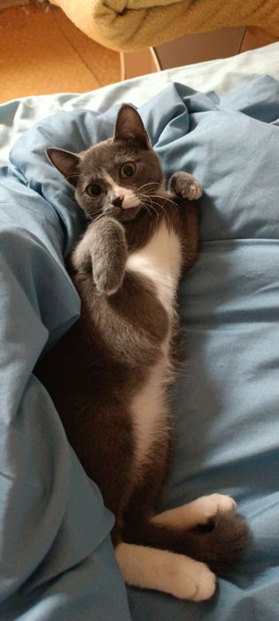 Отдам котенка девочку 3-4 месяца, серая