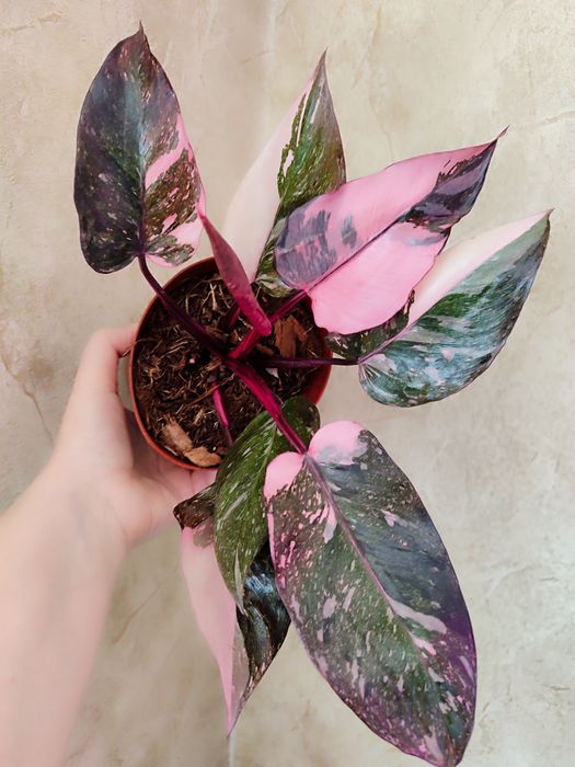 Филодендроны разных сортов