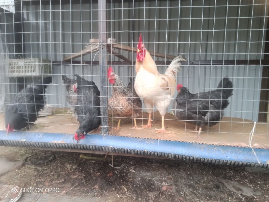 Ақылды Тауықтар сатылады