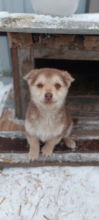 Отдам даром собачку
