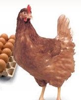 ‼️‼️ gaini rosii ouătoare ‼️