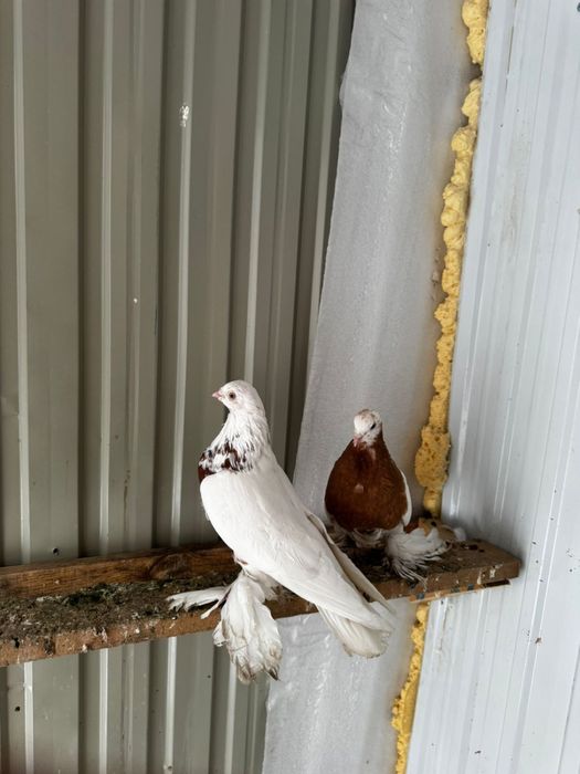 Капкан Голубка Самка