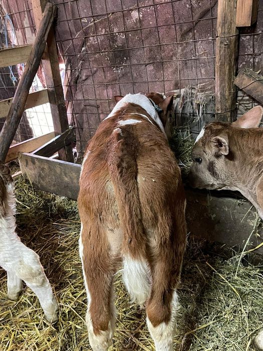 6 Tăurași și o vițică