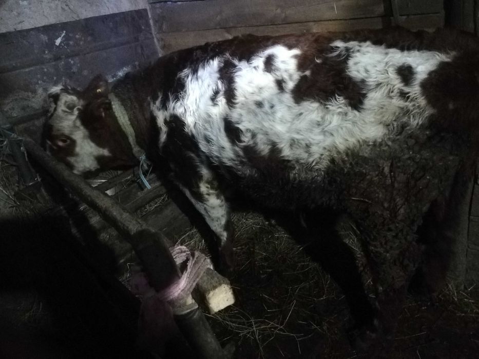 Продам быка с откорма стоит 3 месяца стоит, 
Пожаловаться