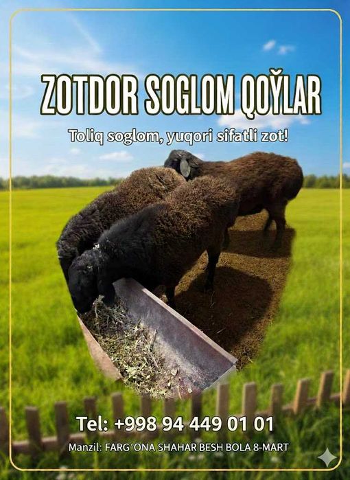 Zotdor sog'lom qo'ylar sotiladi.